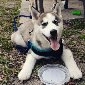 Meet your Posher, Litzy